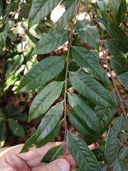 Casearia arborea