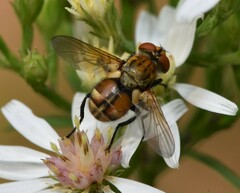Gymnoclytia