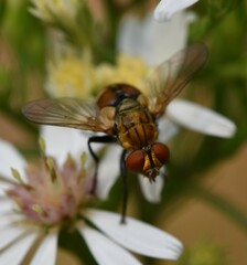 Gymnoclytia