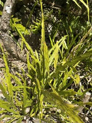 Carmichaelia williamsii