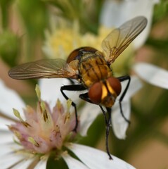 Gymnoclytia
