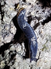 Arion hortensis