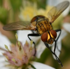 Gymnoclytia