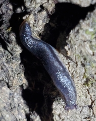 Arion hortensis