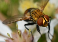 Gymnoclytia