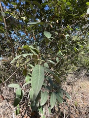 Frangula californica