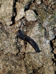 Arion hortensis