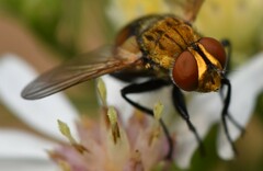Gymnoclytia
