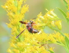 Pachodynerus erynnis