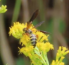 Myzinum quinquecinctum