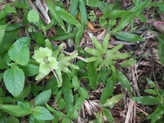 Lygodium japonicum