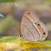Plain Satyr - Photo (c) Eduardo Axel Recillas Bautista, some rights reserved (CC BY-NC), uploaded by Eduardo Axel Recillas Bautista