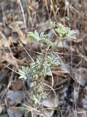 Lupinus albifrons