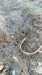 Pogonomyrmex occidentalis