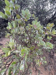 Arctostaphylos morroensis