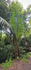 Elaeis oleifera