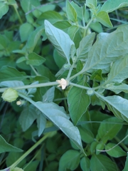Physalis ampla