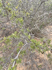 Ceanothus cuneatus