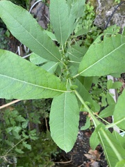 Salix sitchensis