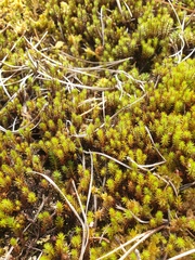 Polytrichum strictum