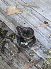 Batrachoseps attenuatus
