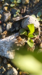 Apis mellifera