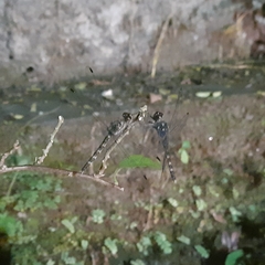 Bradinopyga geminata