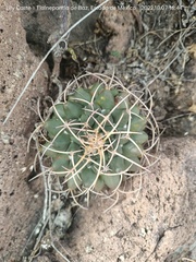 Mammillaria magnimamma