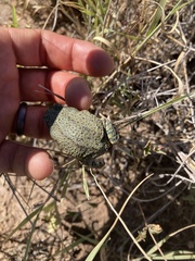 Anaxyrus debilis