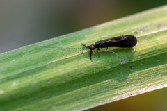 Mystacides sepulchralis