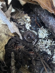 Batrachoseps attenuatus