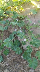 Malva