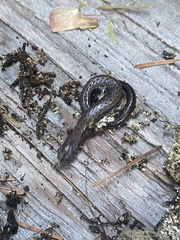 Batrachoseps attenuatus