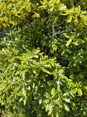 Pittosporum eugenioides