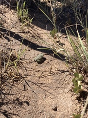 Anaxyrus debilis