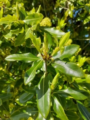 Pittosporum eugenioides
