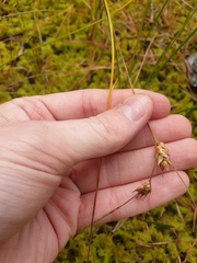 Carex oligosperma