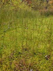 Carex oligosperma