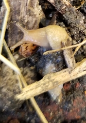 Deroceras reticulatum