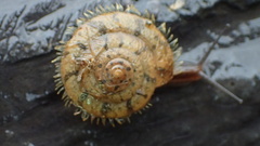 Plectotropis mackensii
