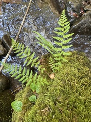 Athyrium filix-femina