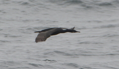 Urile penicillatus