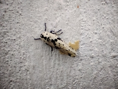 Hypercompe permaculata