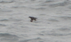 Ptychoramphus aleuticus