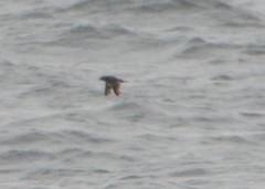 Ptychoramphus aleuticus