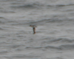 Ptychoramphus aleuticus