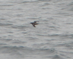 Ptychoramphus aleuticus