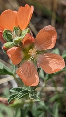 Sphaeralcea rusbyi