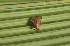 Omiodes stigmosalis image