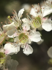 Leptospermum polygalifolium